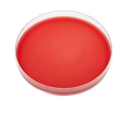 محیط کشت (Blood Base Agar)